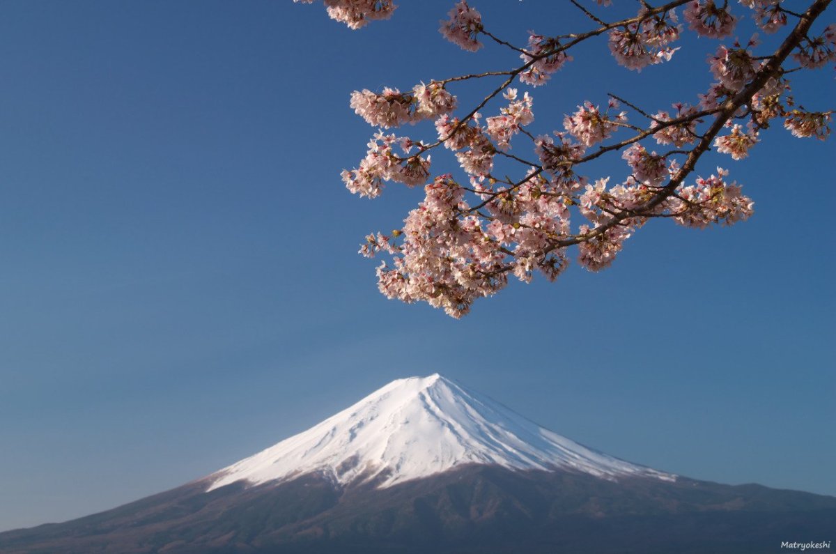 Сакура и вулкан Фудзияма