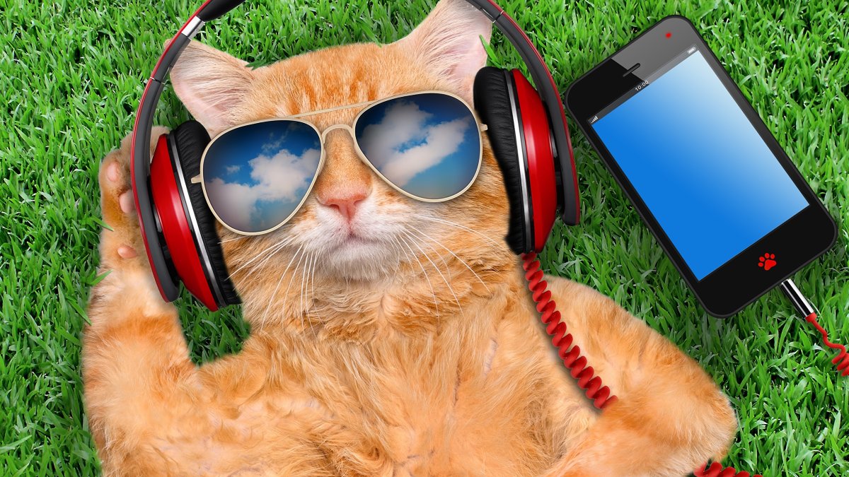 Кошка с наушниками