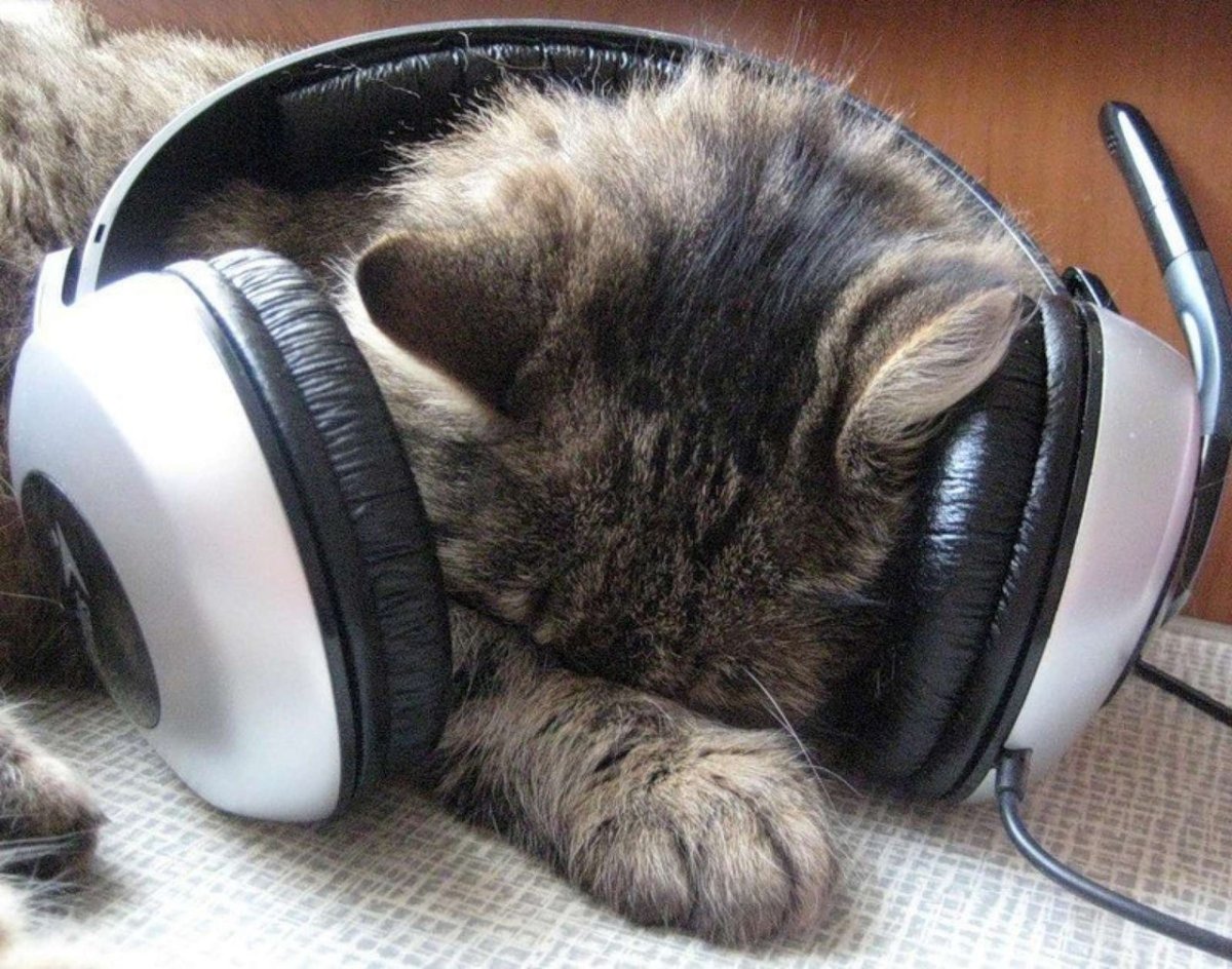 Кот в очках и наушниках