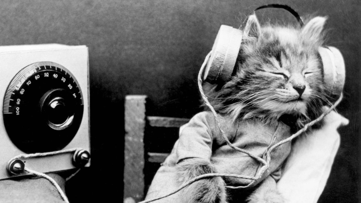 Животные с наушниками