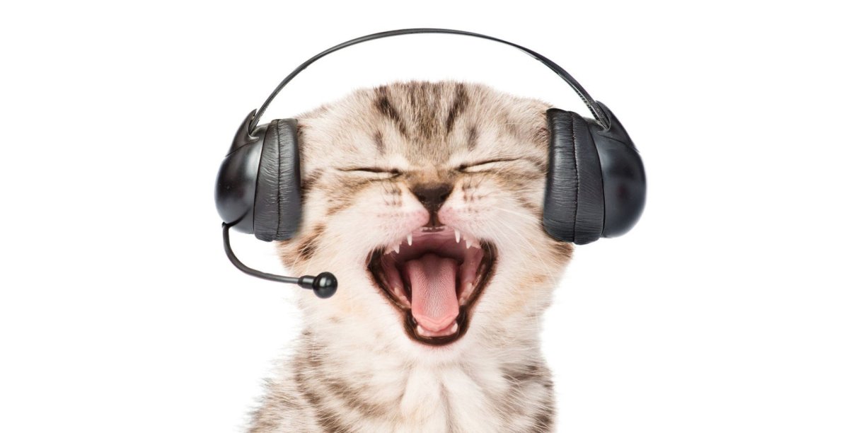 Кот оператор в наушниках