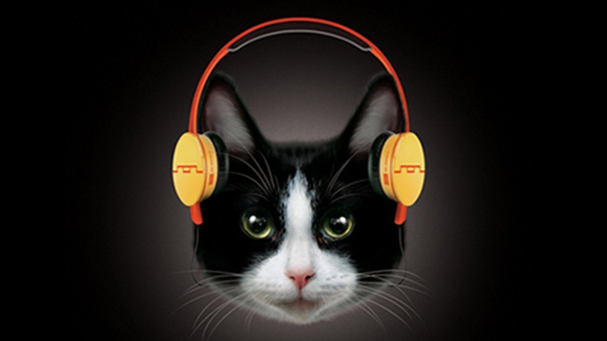 Коты в очках и в наушниках