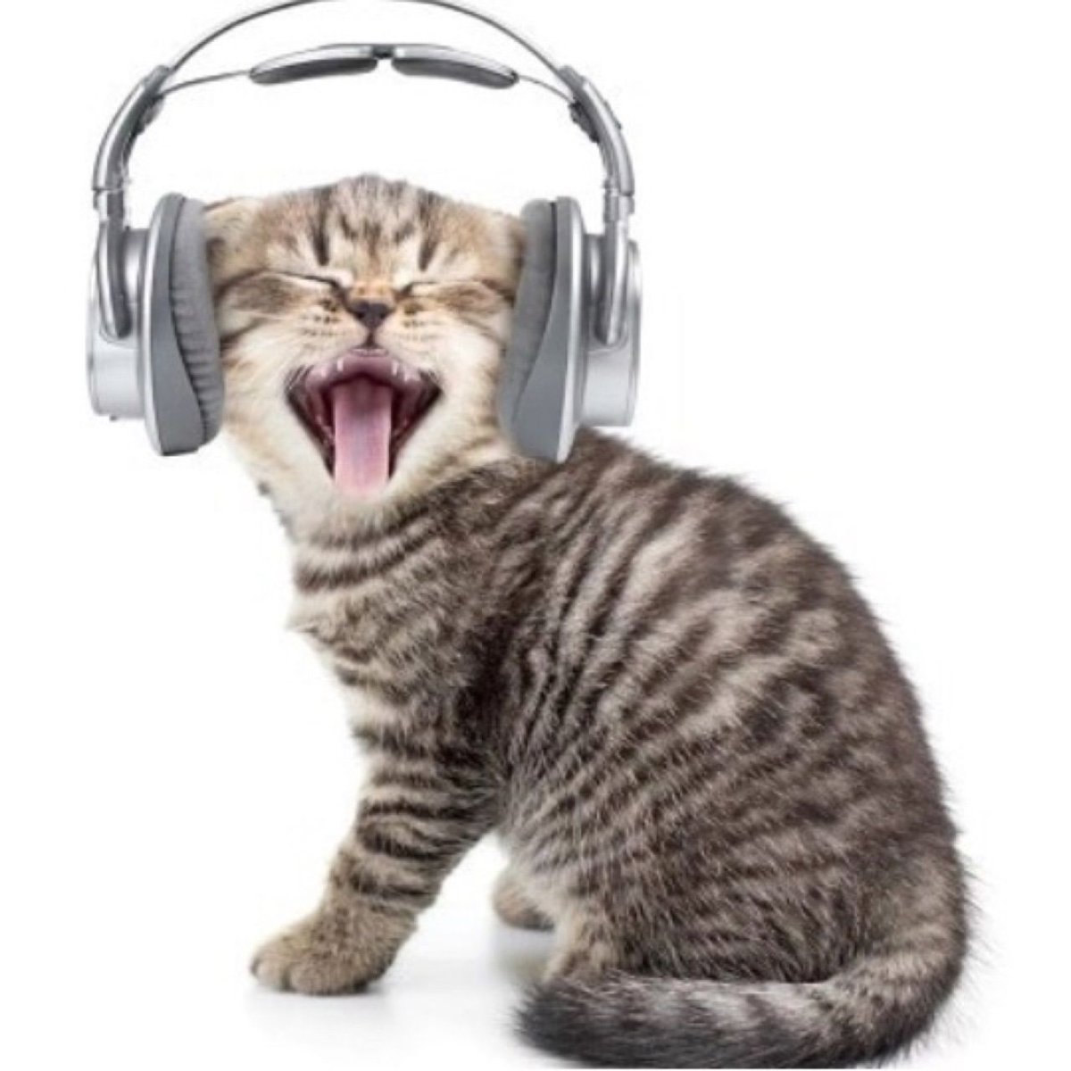 Котик в кепке и очках