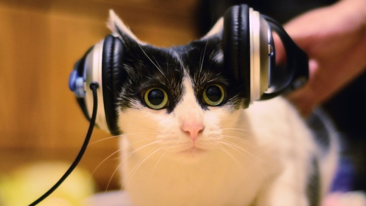 Иконка котик в наушниках