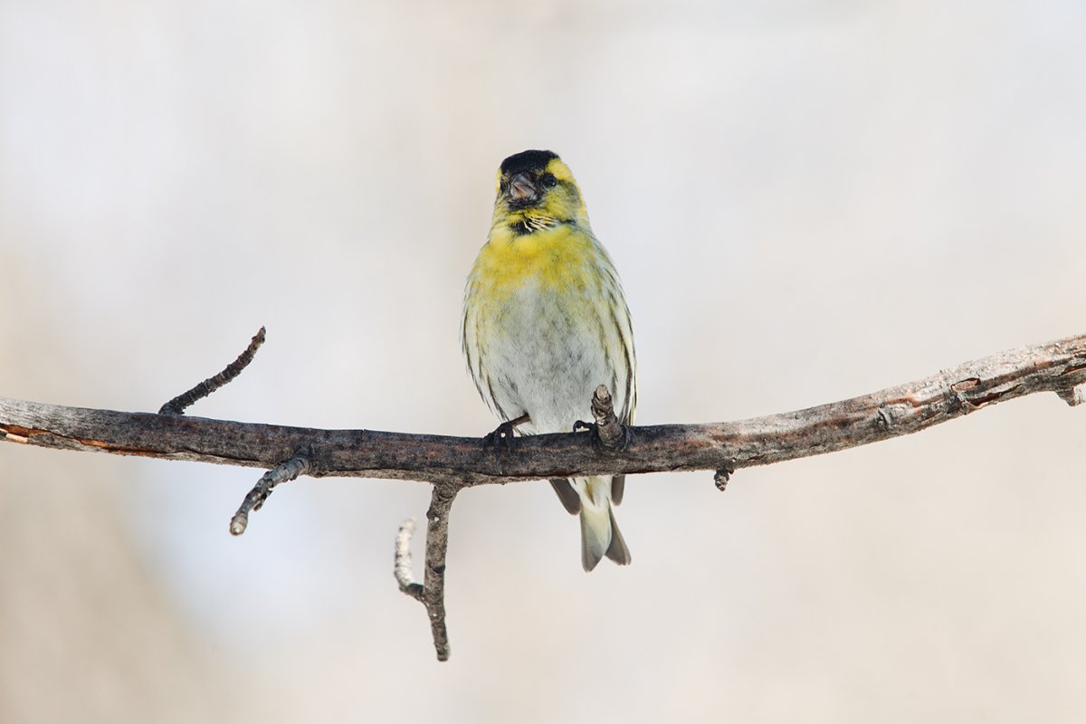 Чижик пыжик птица