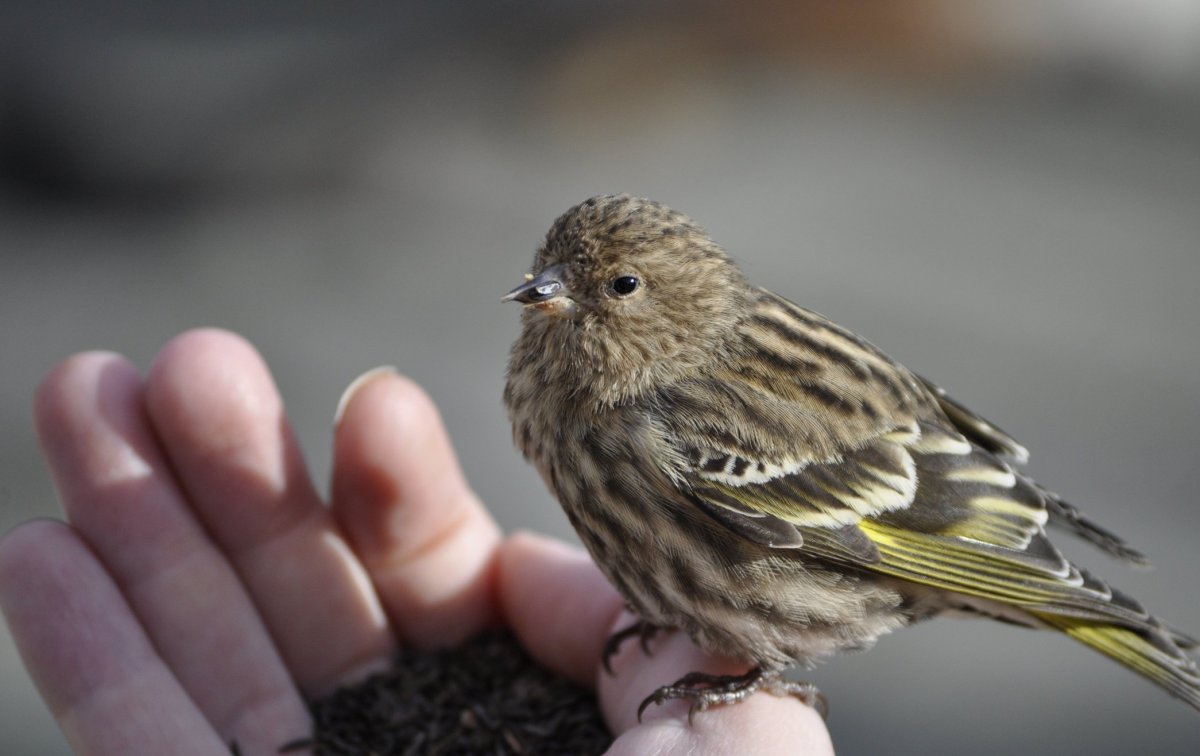 Полина Чиж НАБУ