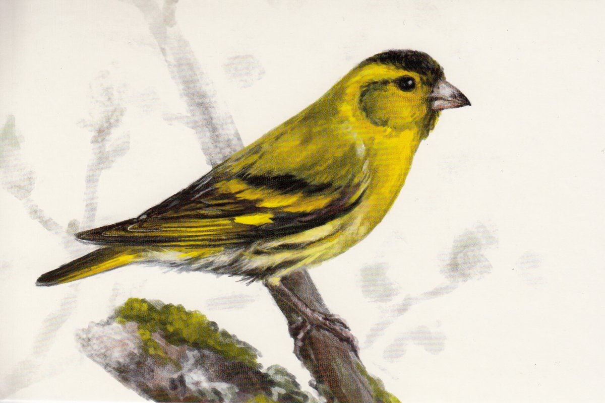 Чиж на белом фоне