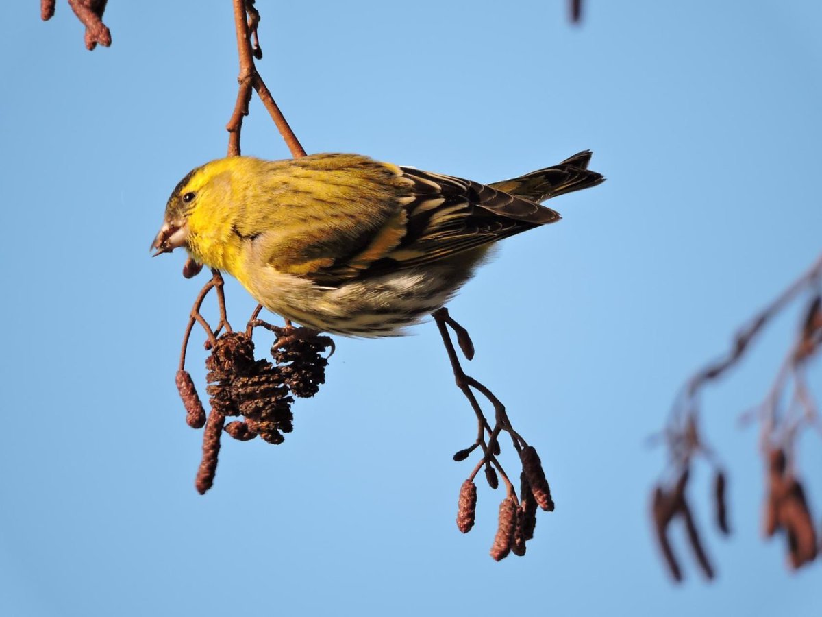 Чиж и ко логотип