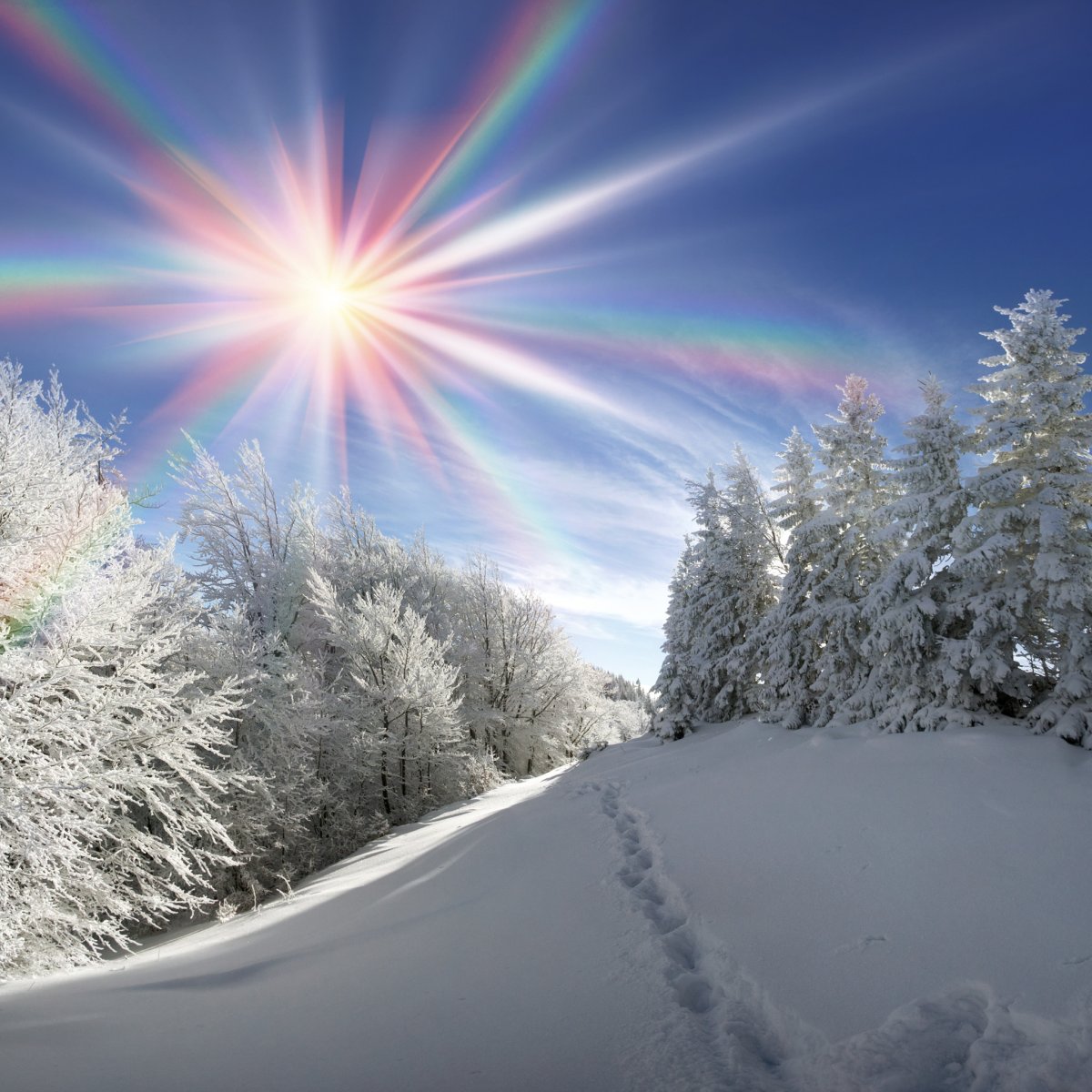 Зимнее утро в лесу