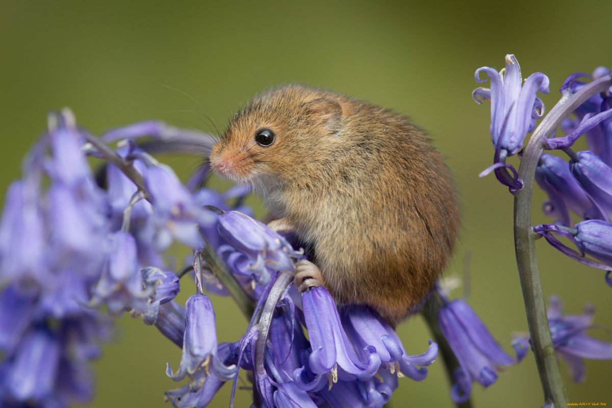 Полевая крыса и Полевая мышь