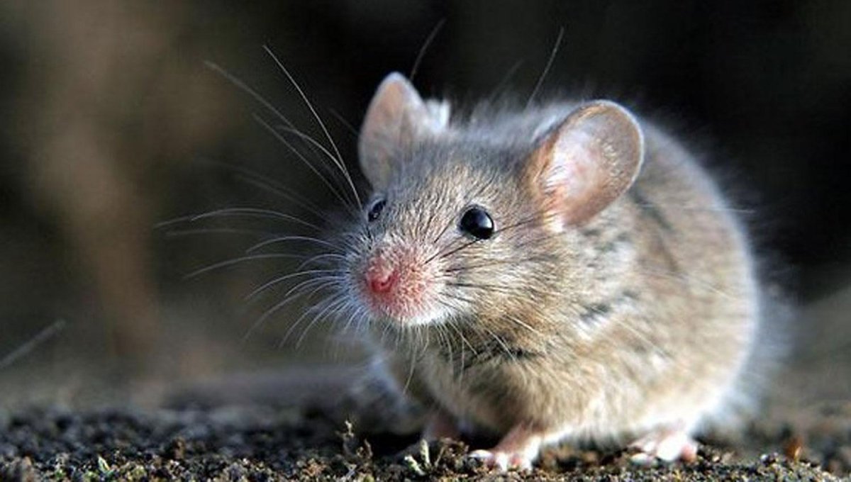 Серая полевка, Полевая мышь