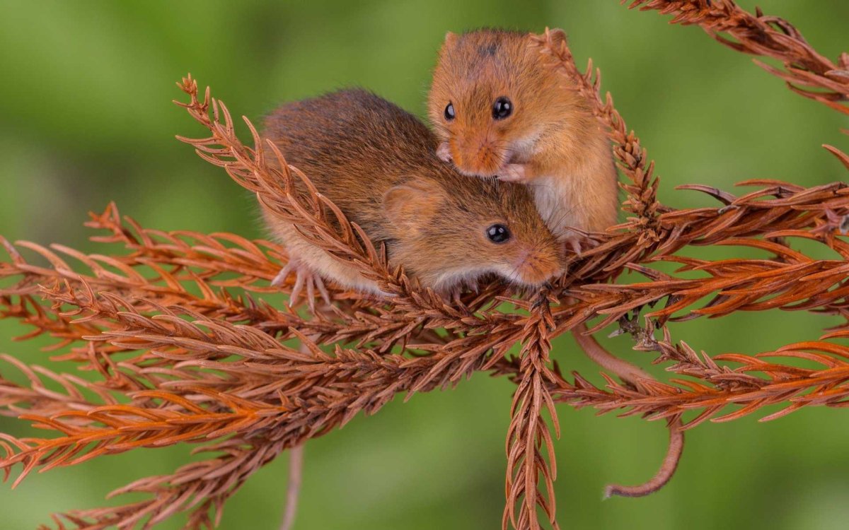 Мышь Малютка гнездо