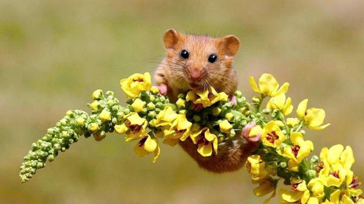 Хомяк с цветочком