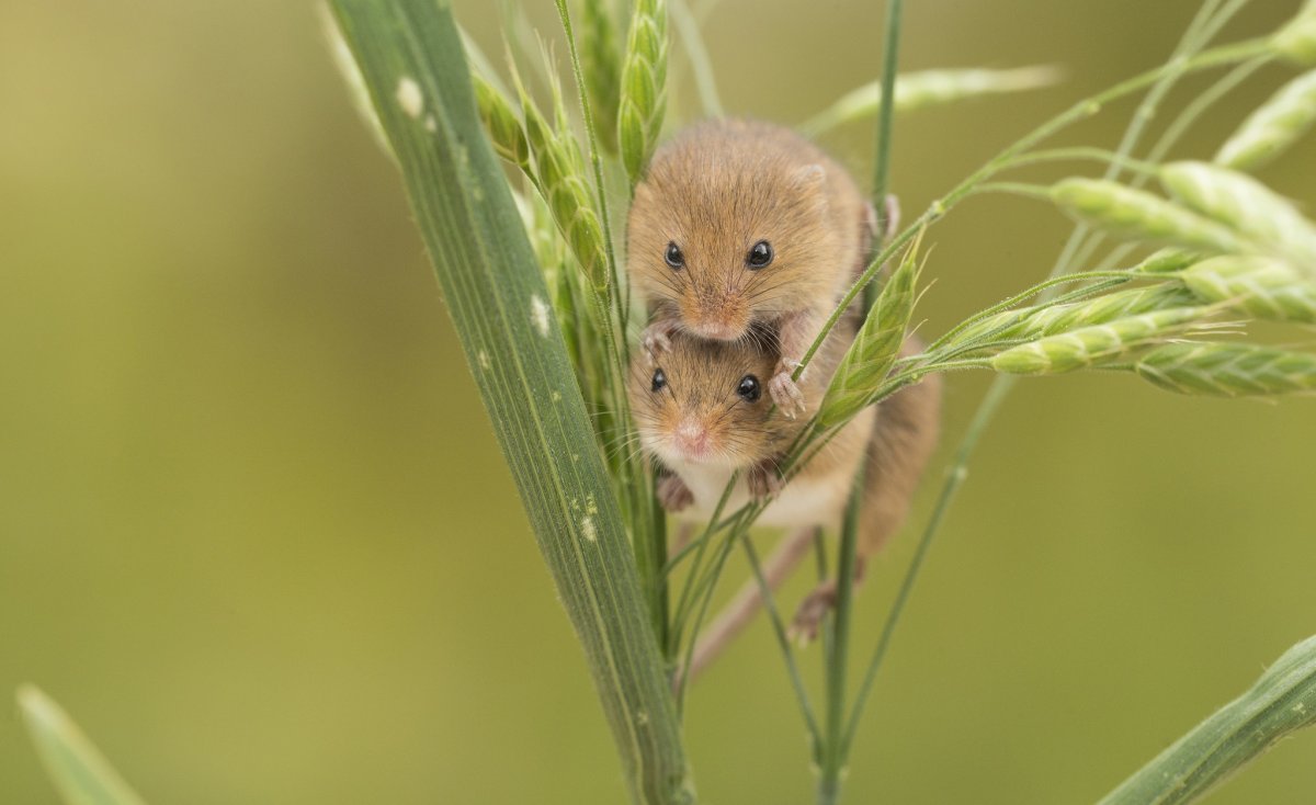 Мышь полевка и хомяки