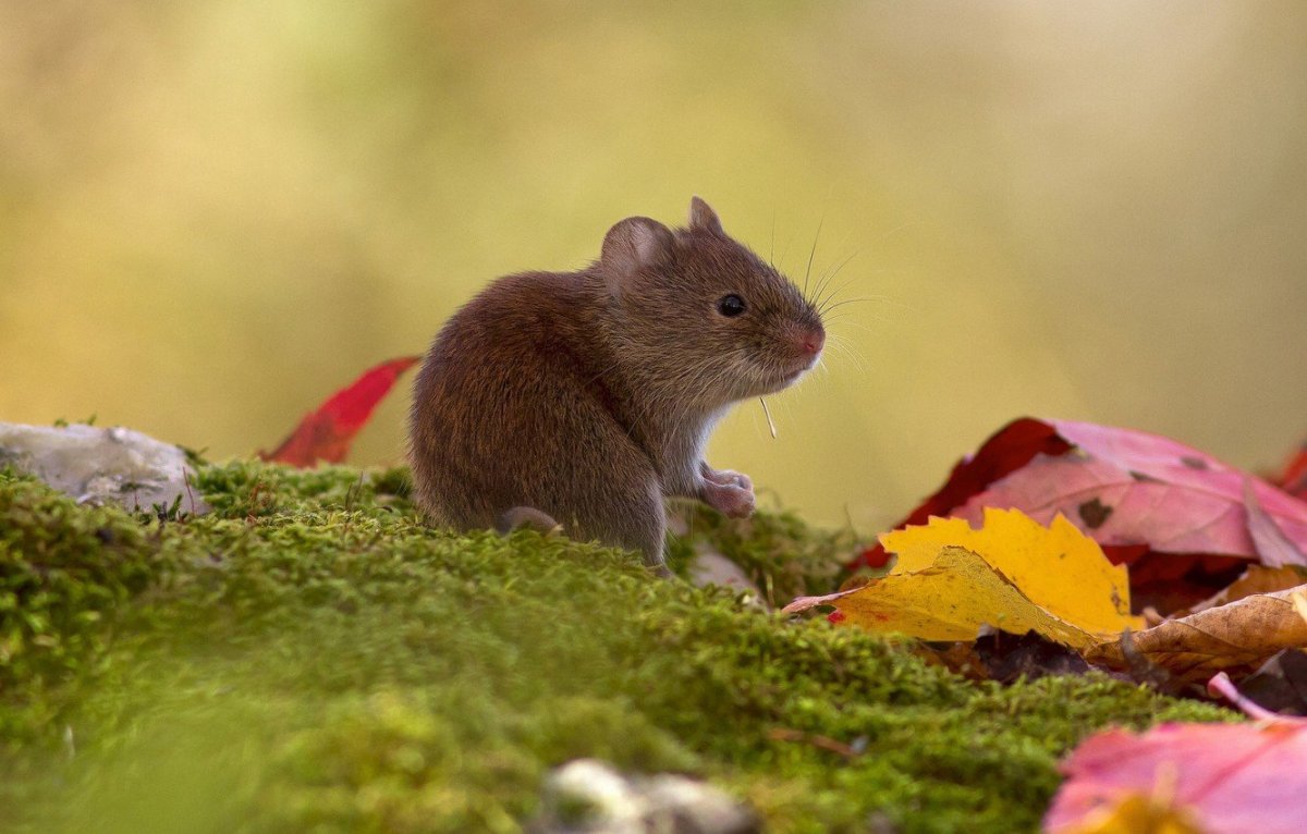 Мышь Малютка Дин Мейсон