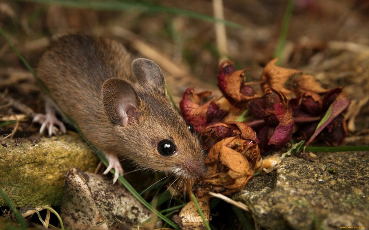 Полевая крыса и Полевая мышь