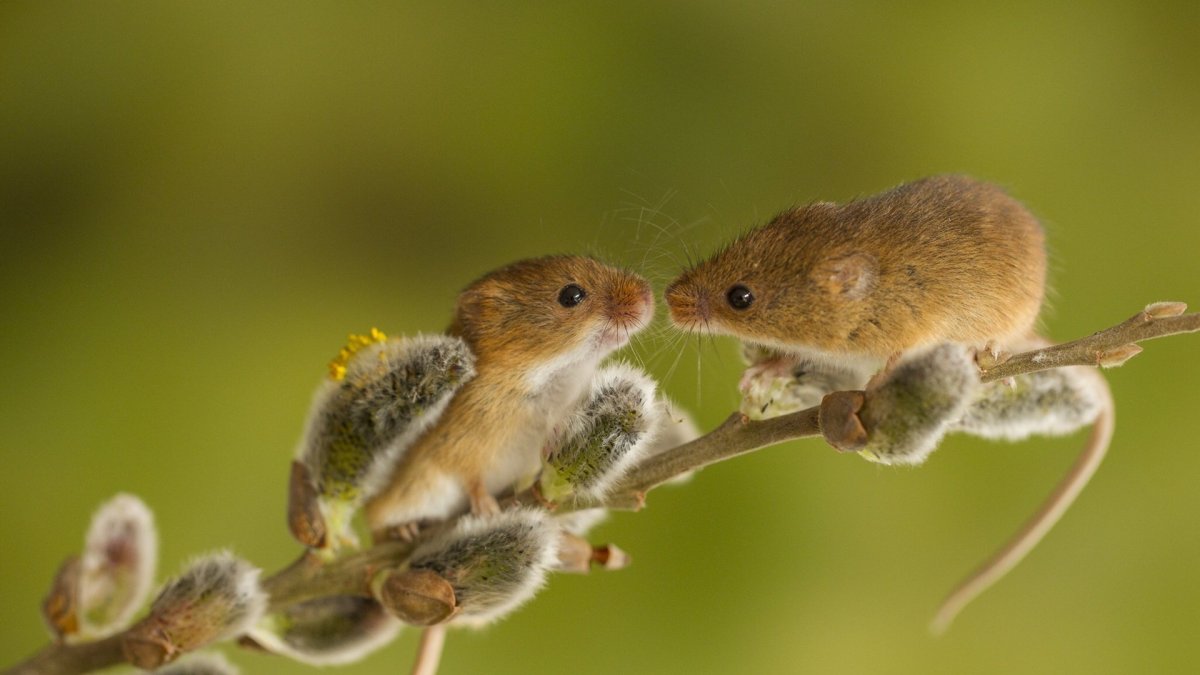 Мышь Малютка