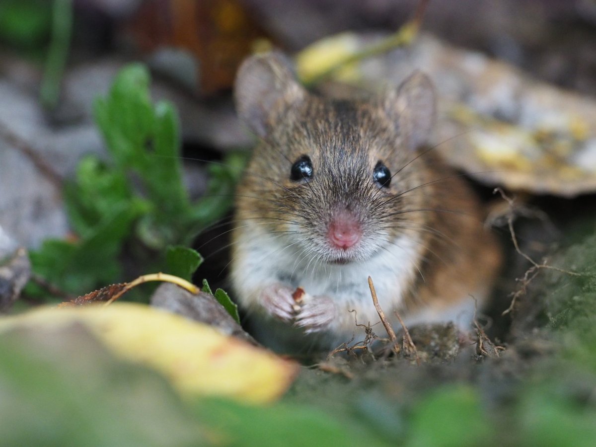 Обыкновенная полевка Microtus arvalis