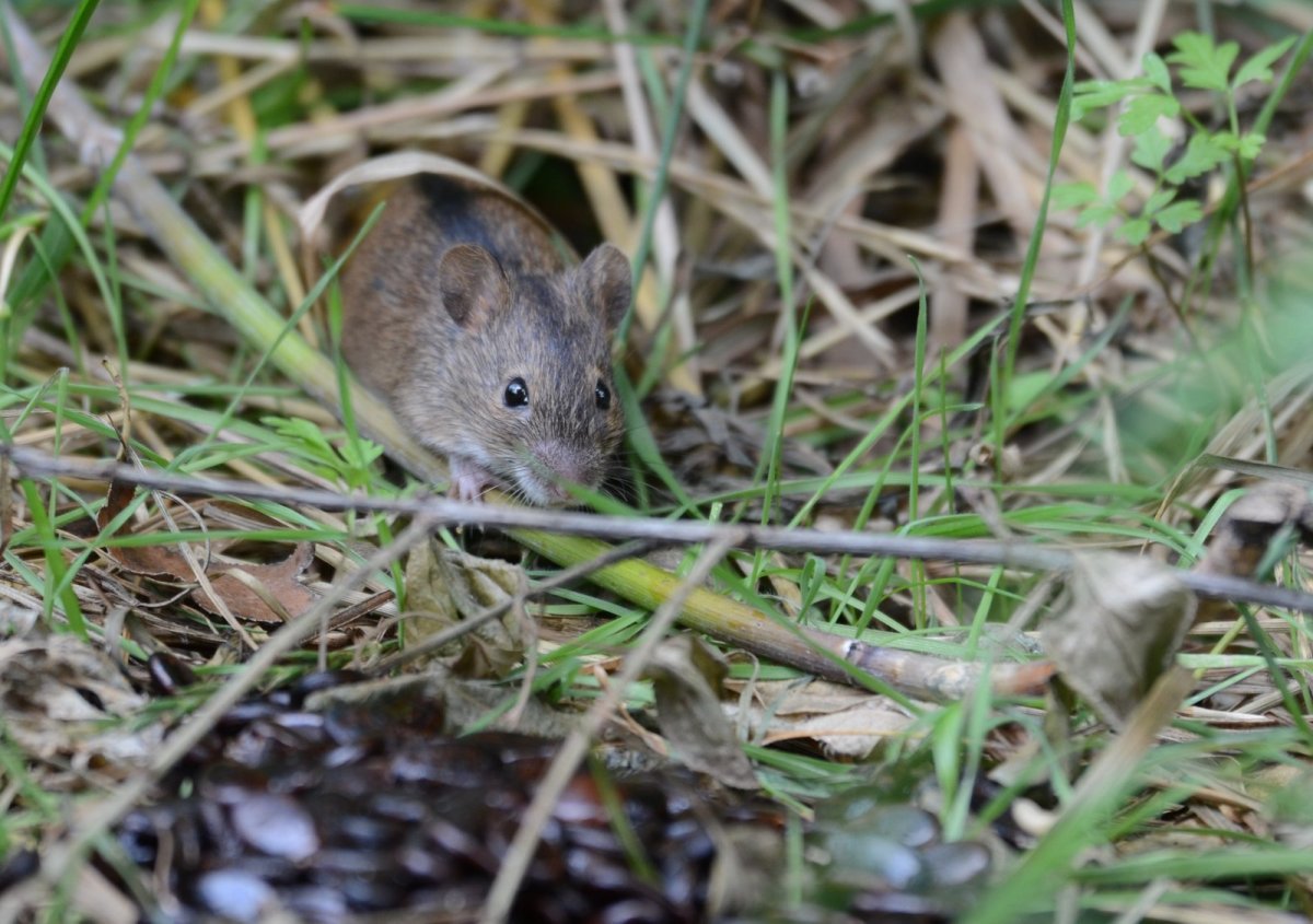 Полевая мышь Малютка