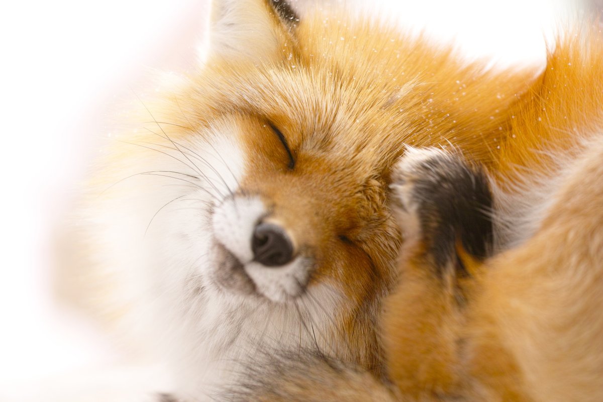 Довольная лиса