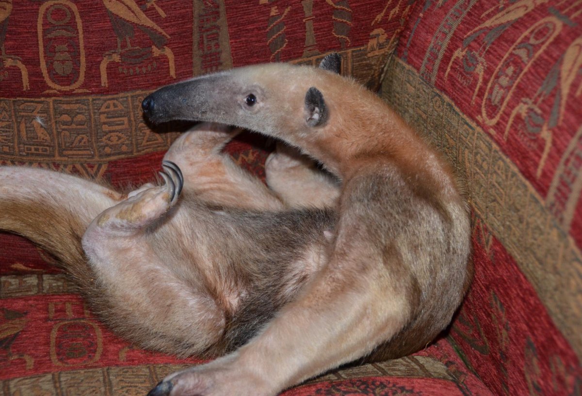 Чучундра Болотная