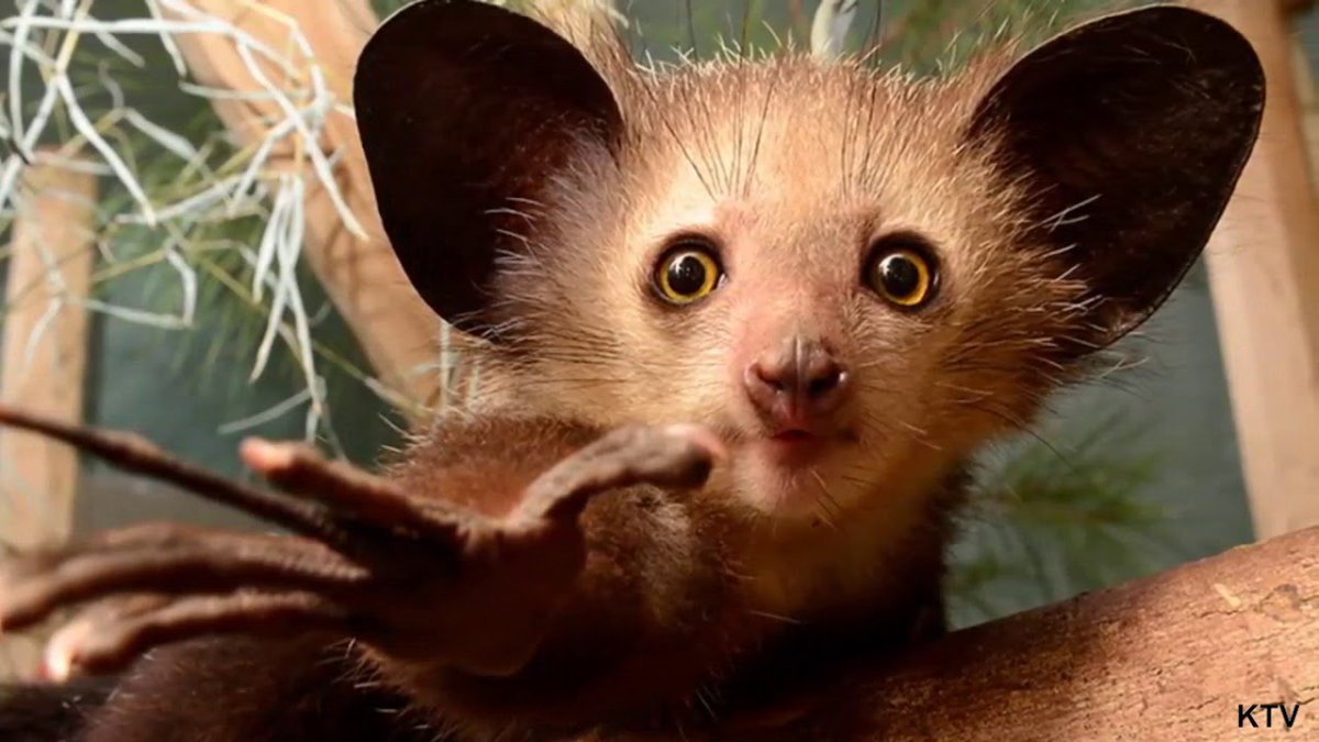 Мадагаскарская руконожка жуть