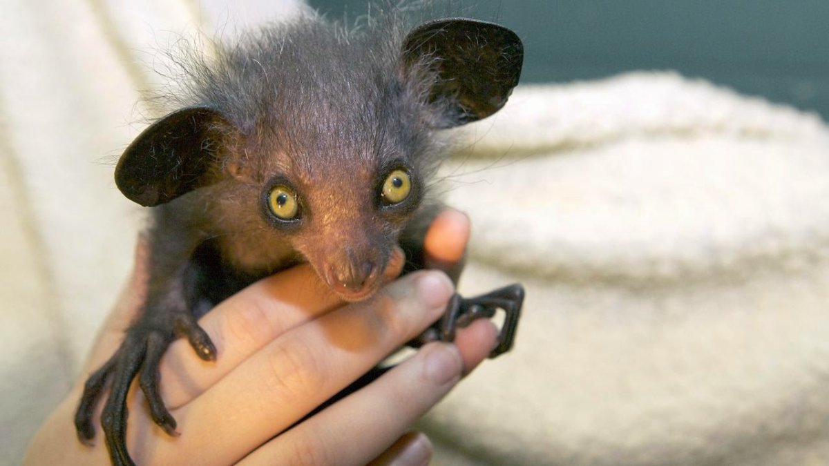 Мускусная крыса чучундра