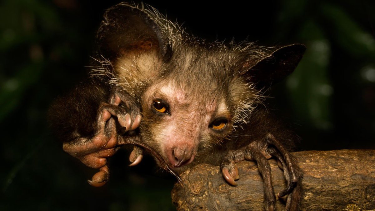 Зверек чучундра