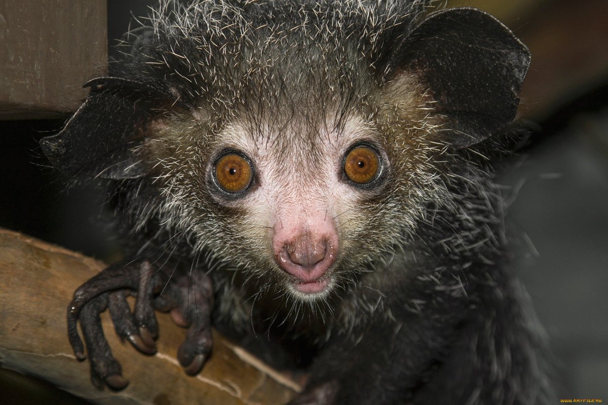 Мадагаскарская чучундра