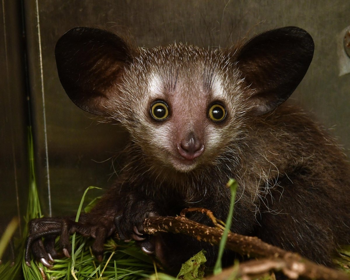 Мускусная крыса чучундра