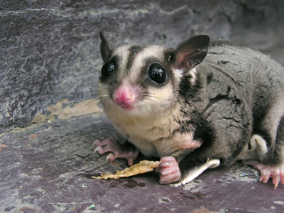 Чучундра это кто