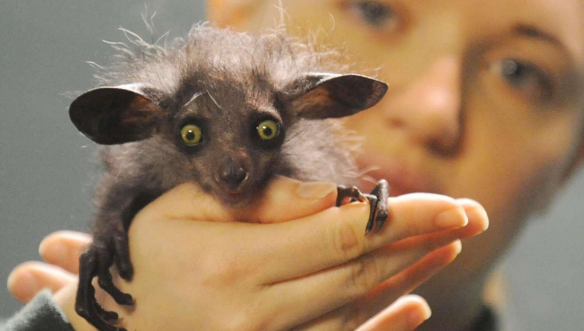 Обезьяна Мадагаскарская руконожка