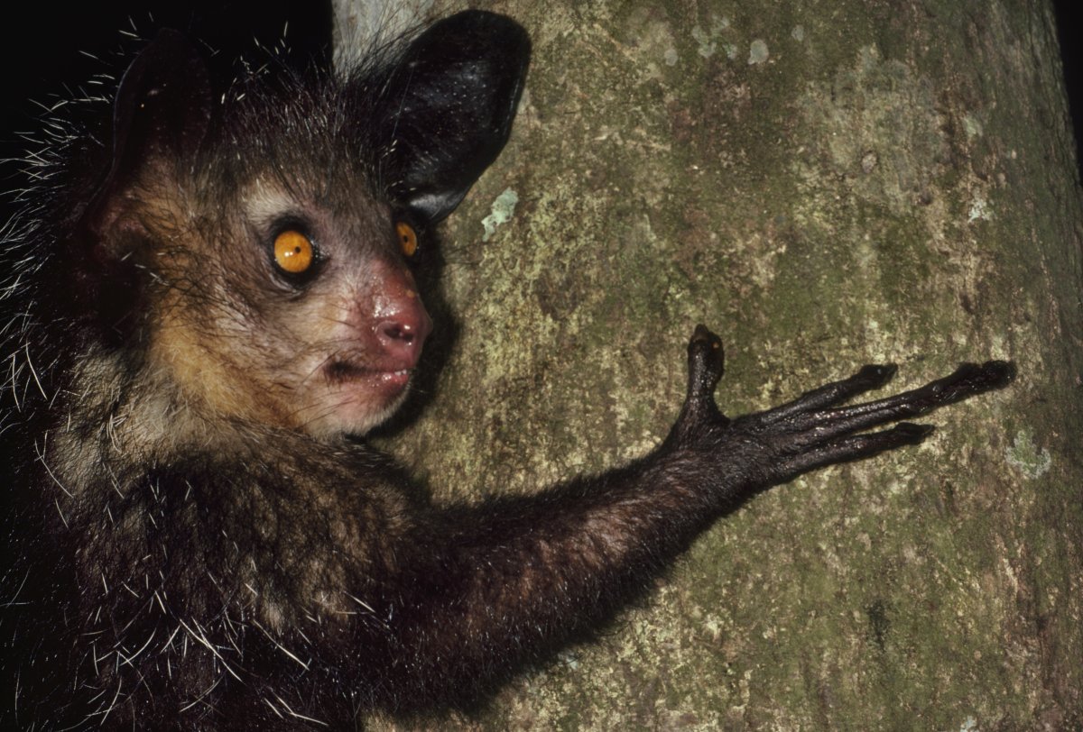 Мадагаскарская руконожка детеныш