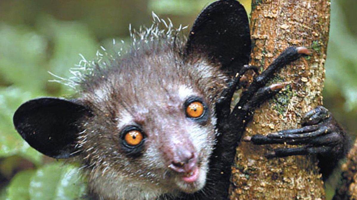 Маша Мем с лицом Кузи