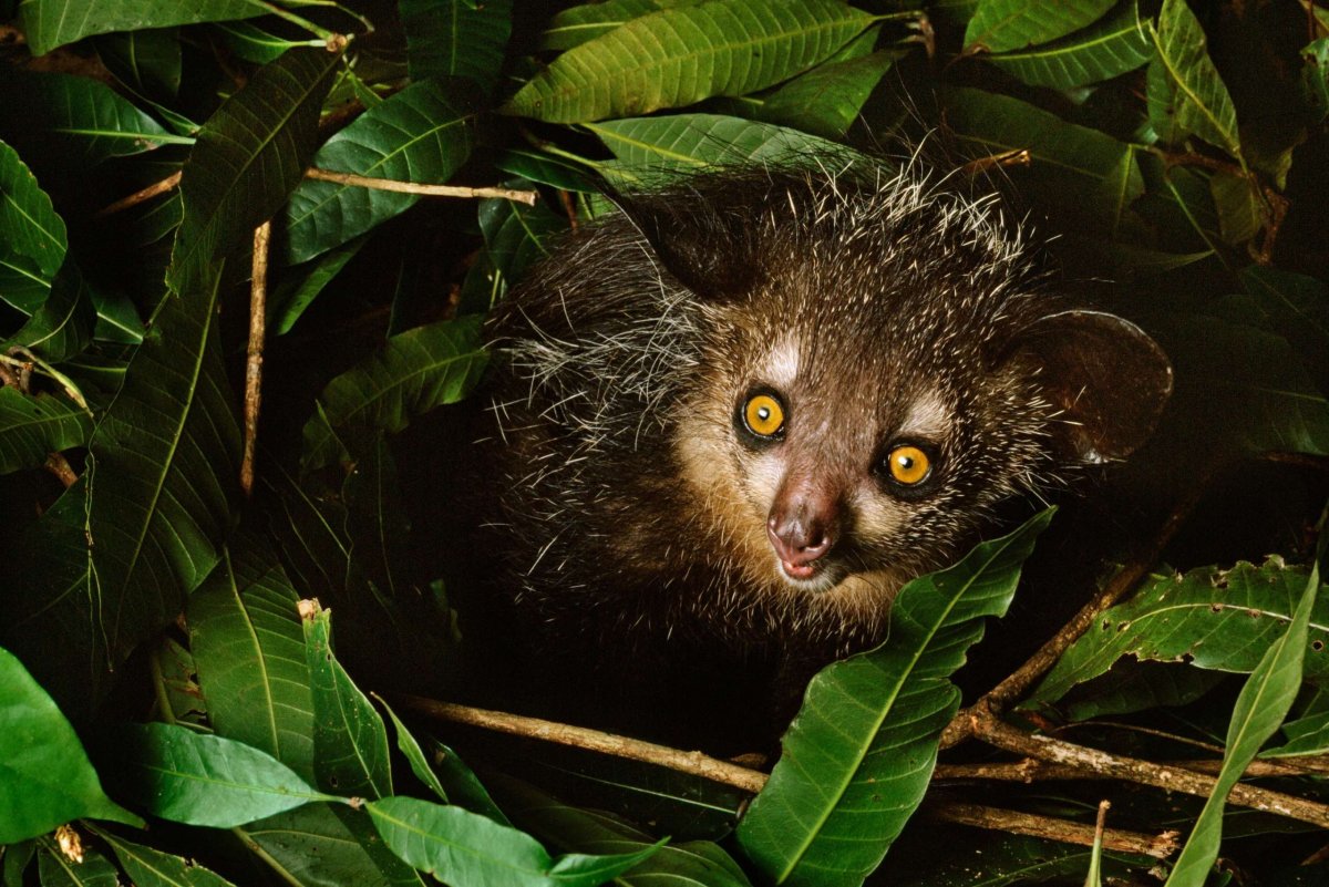 Руконожка из он дракон