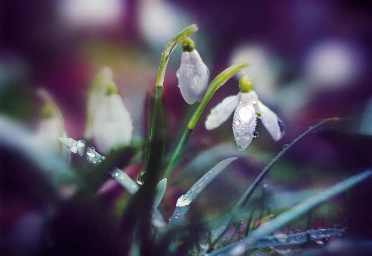 Подснежники Макросъемка