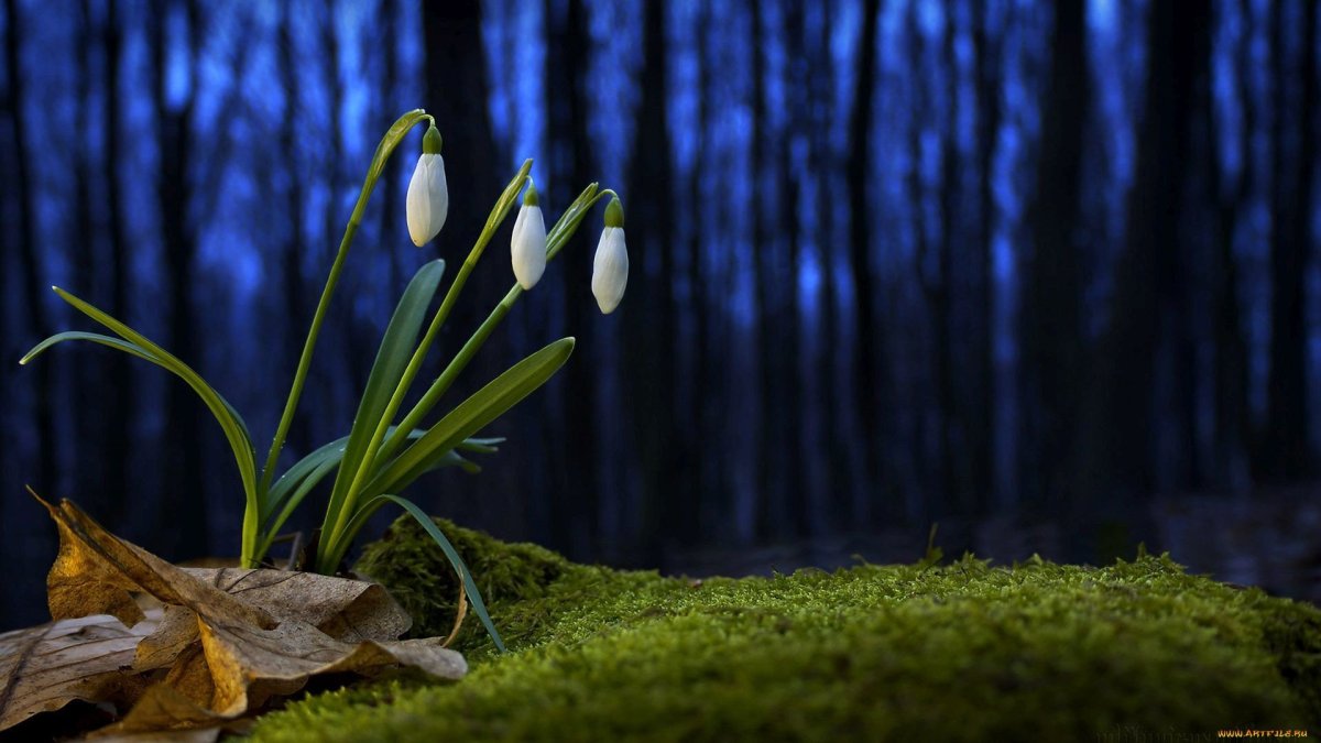 Подснежники ночью