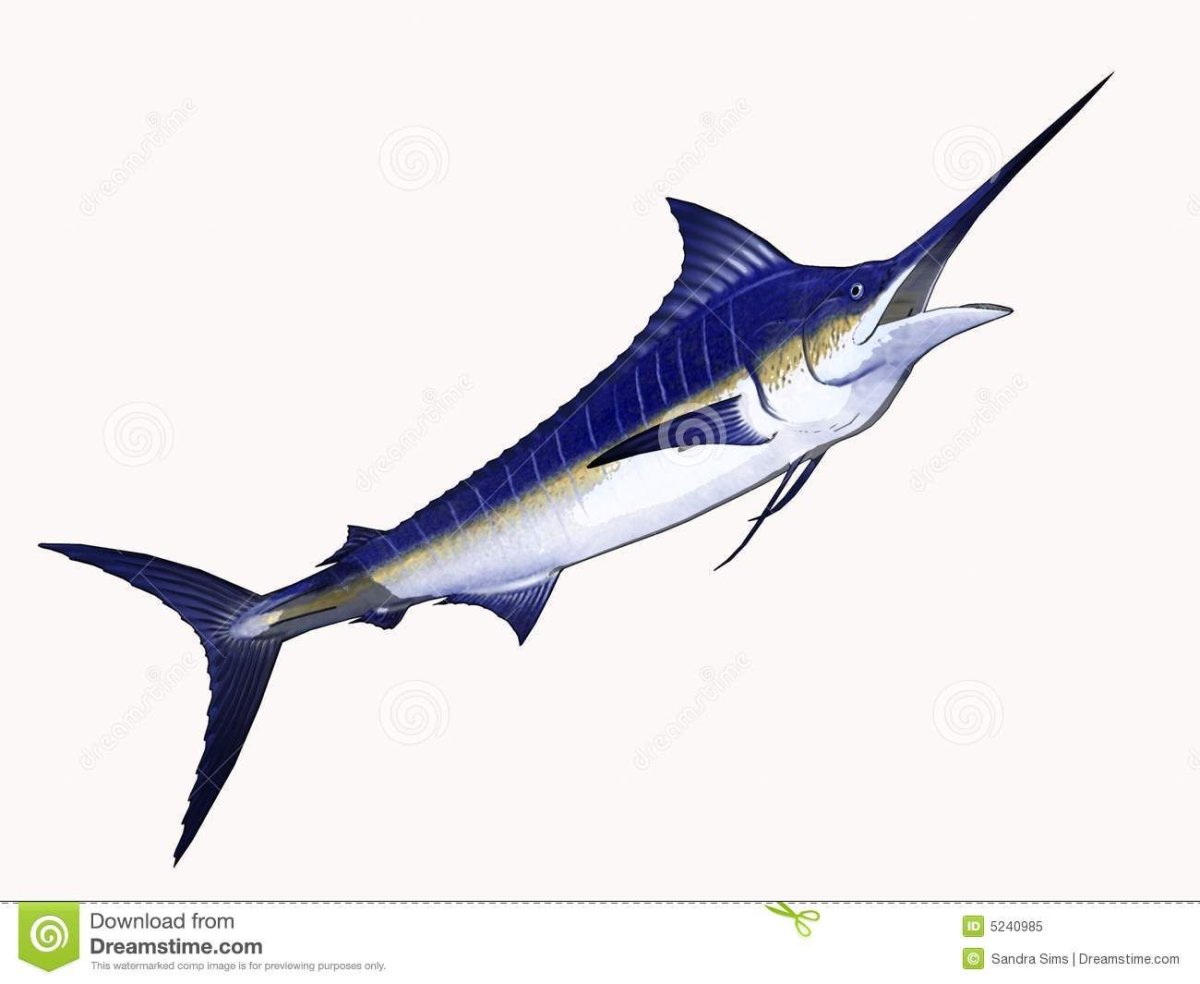 Рыба меч на белом фоне