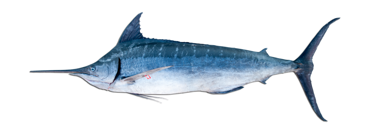 Рыба меч на прозрачном фоне
