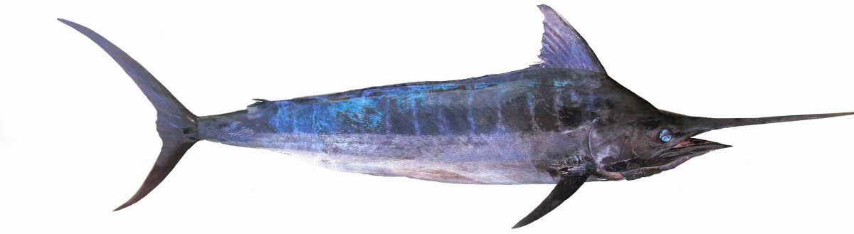 Рыба меч гуашью