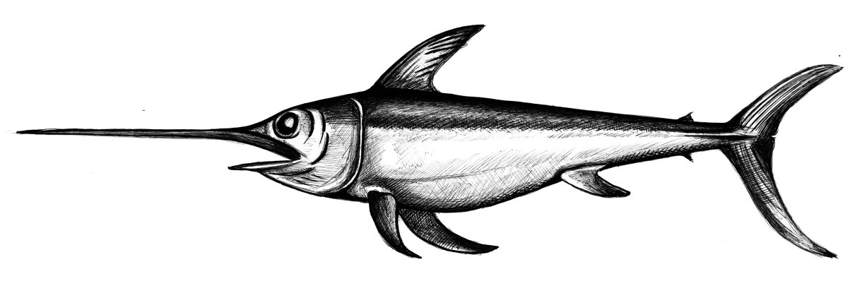 Рыба меч на белом фоне