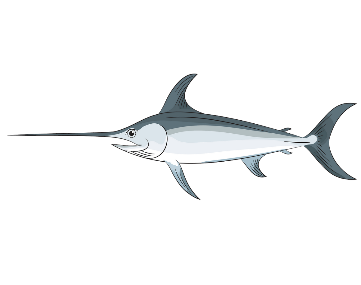 Рыба меч на прозрачном фоне