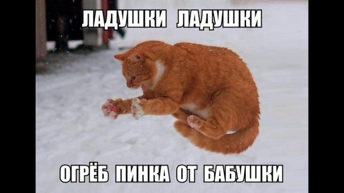 Кот ловит снег