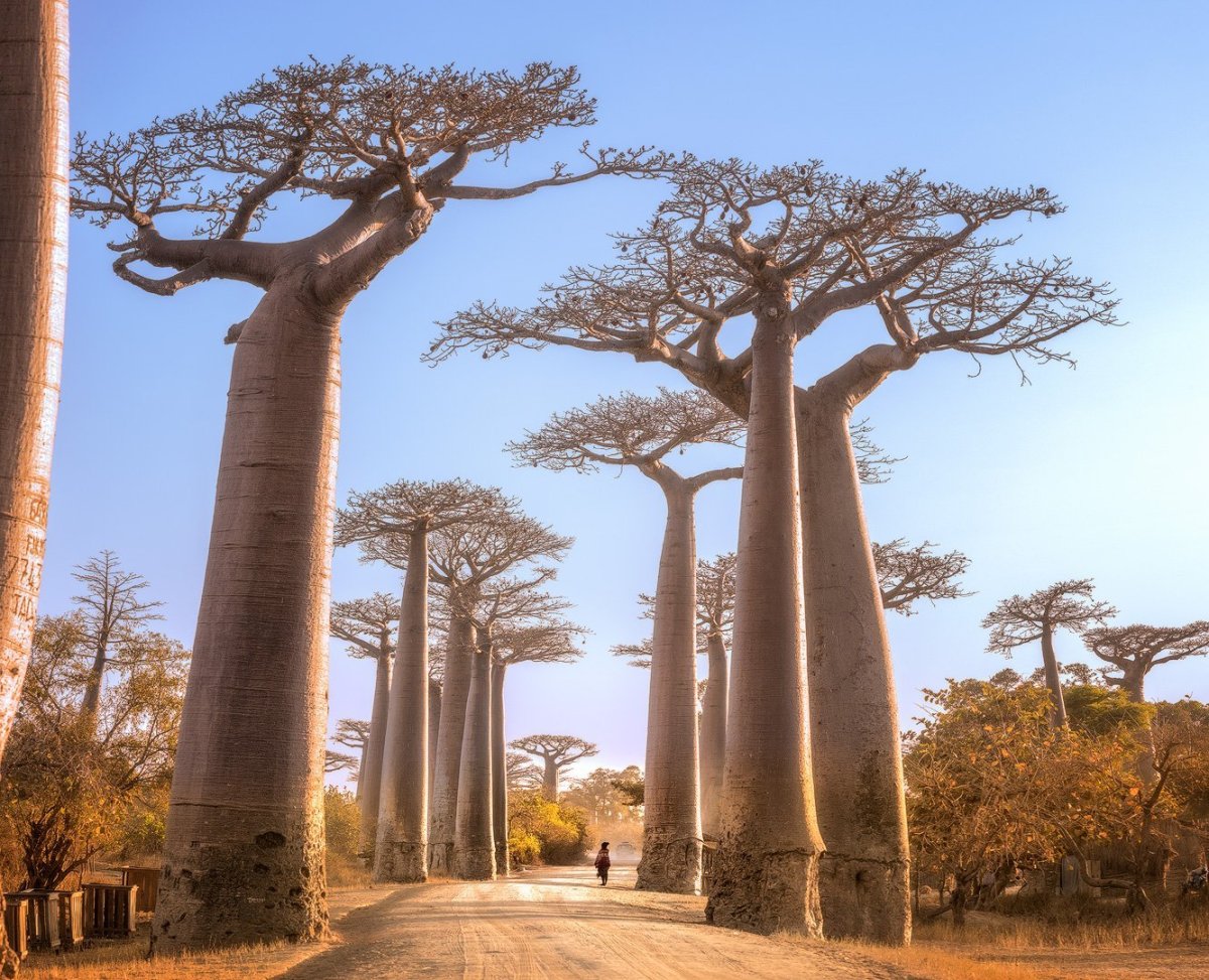 Аллея баобабов Мадагаскар