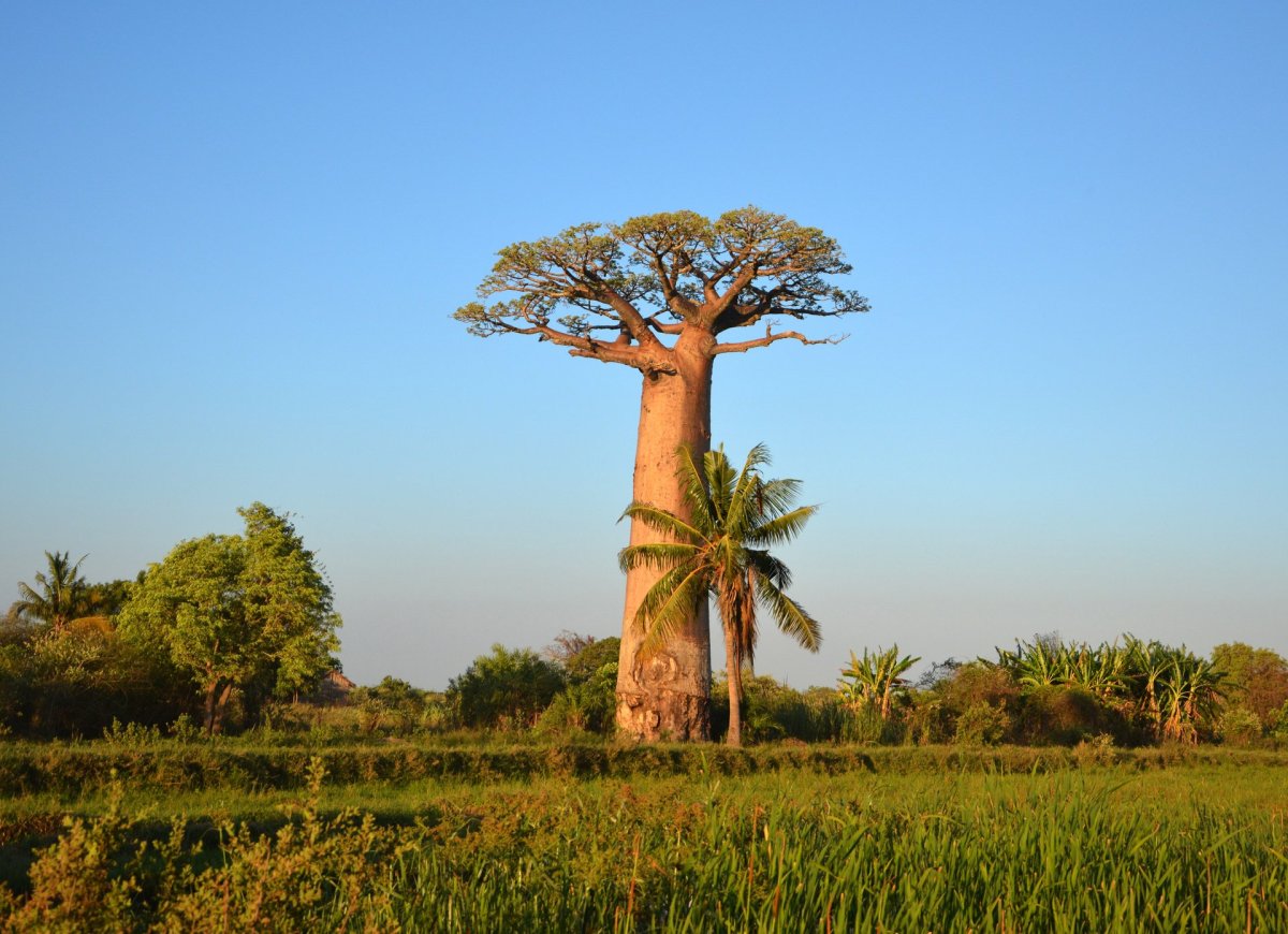 Африка природа баобабы