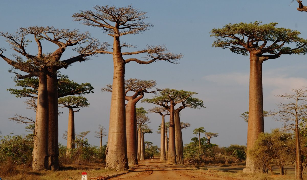 Остров Мадагаскар аллея баобабов
