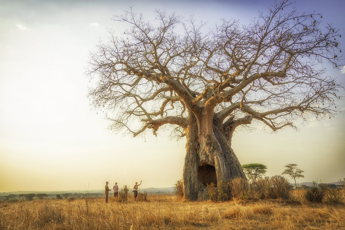 Баобабы Крюгера