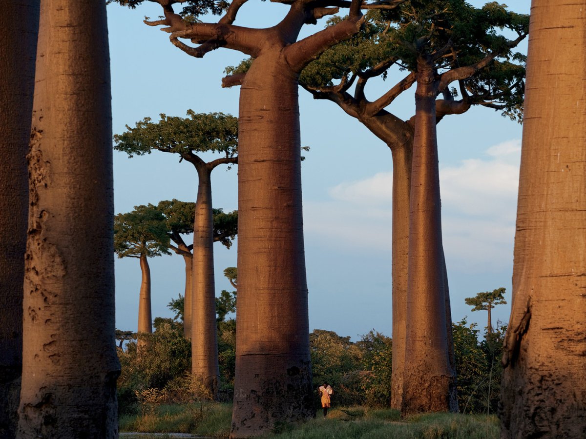 Аллея баобабов Мадагаскар