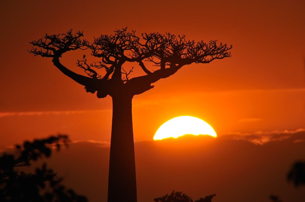 Баобаб на закате