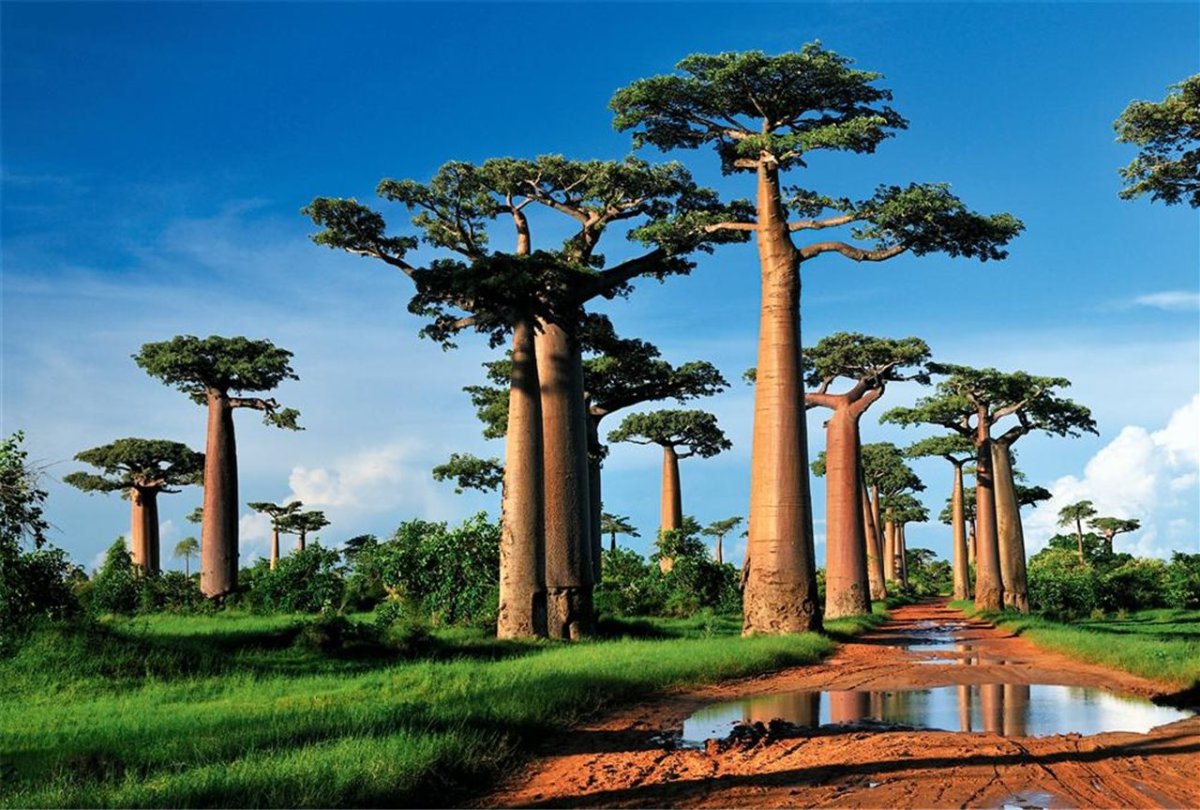 Остров Мадагаскар баобаб тюрьма
